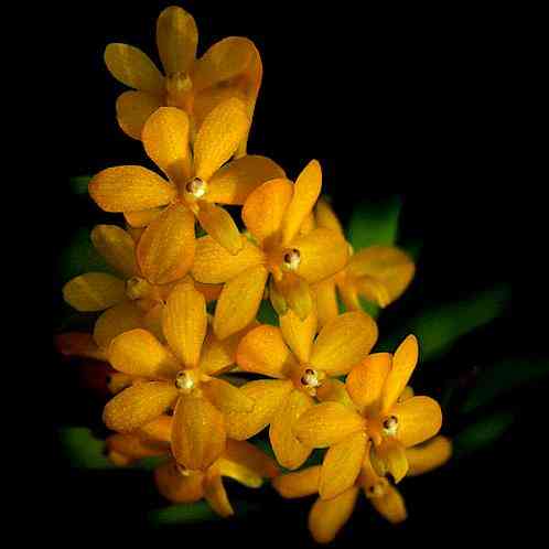 Ascocentrum curvifolium